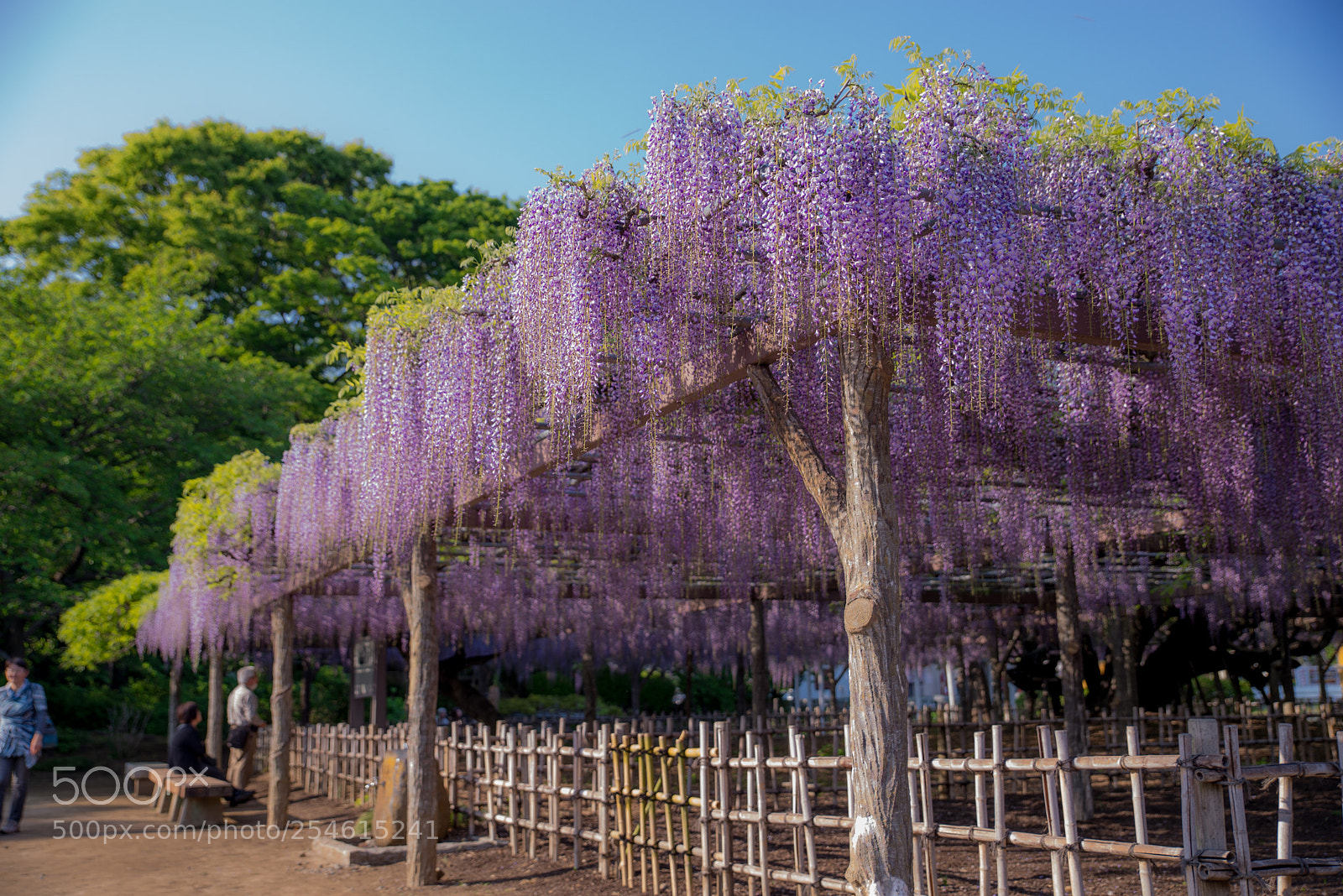 Nikon D610 sample photo. S photography