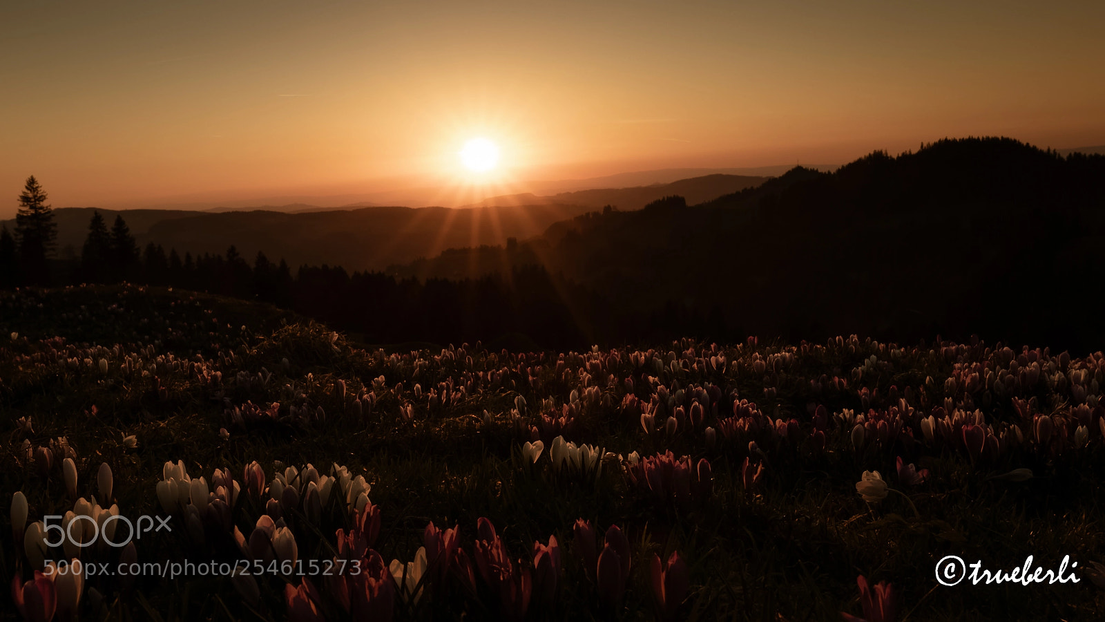 Canon EOS 7D Mark II sample photo. Sunset in the crocuses photography