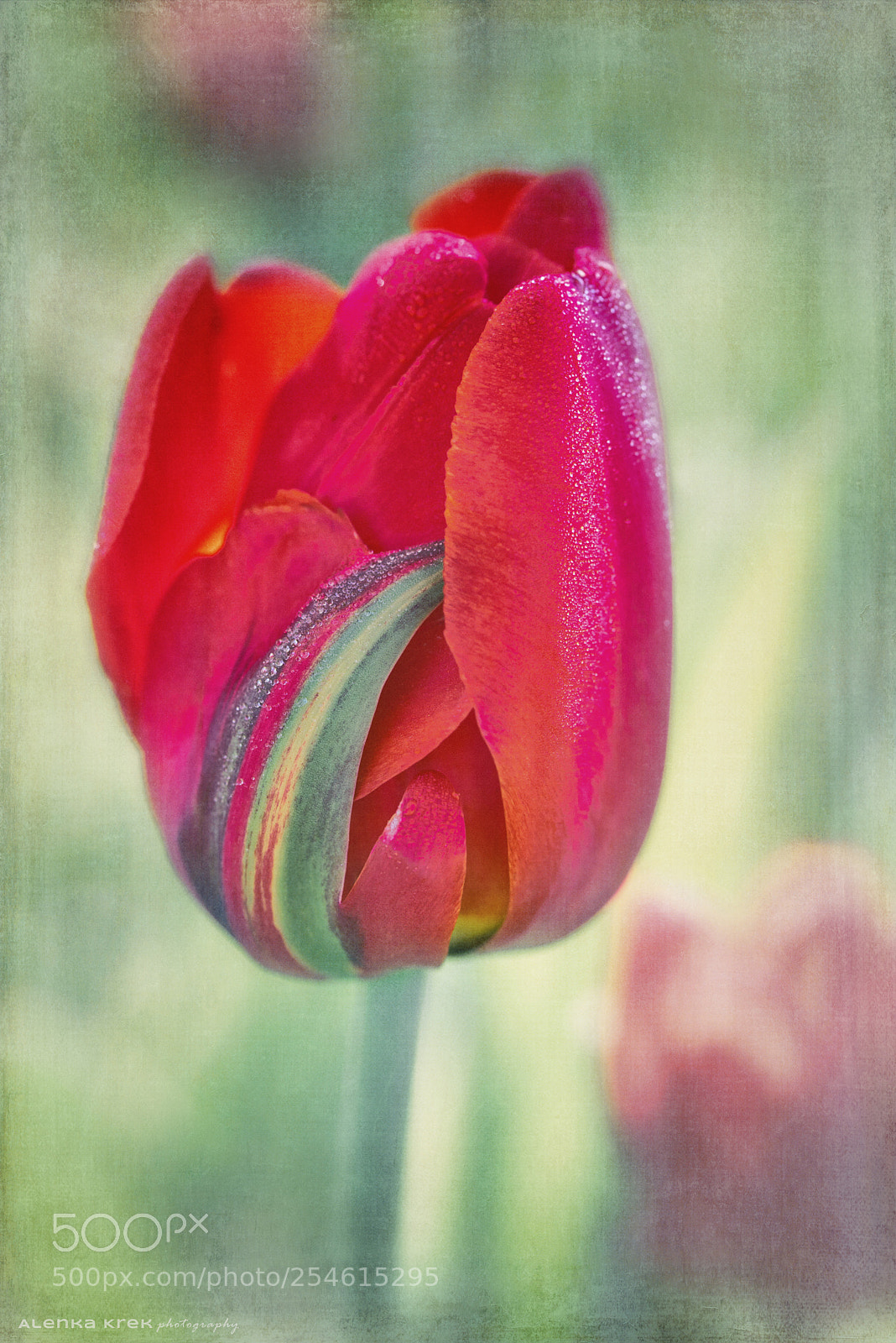 Nikon D750 sample photo. Red tulip photography