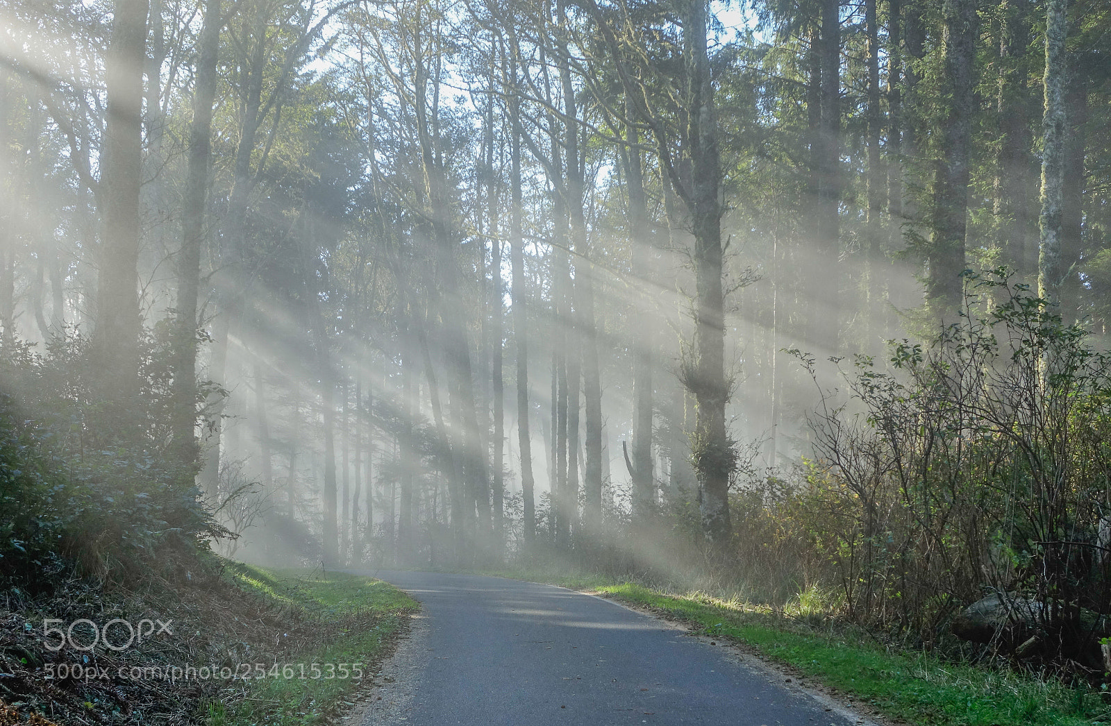 Sony Cyber-shot DSC-RX10 sample photo. Rays of light among photography
