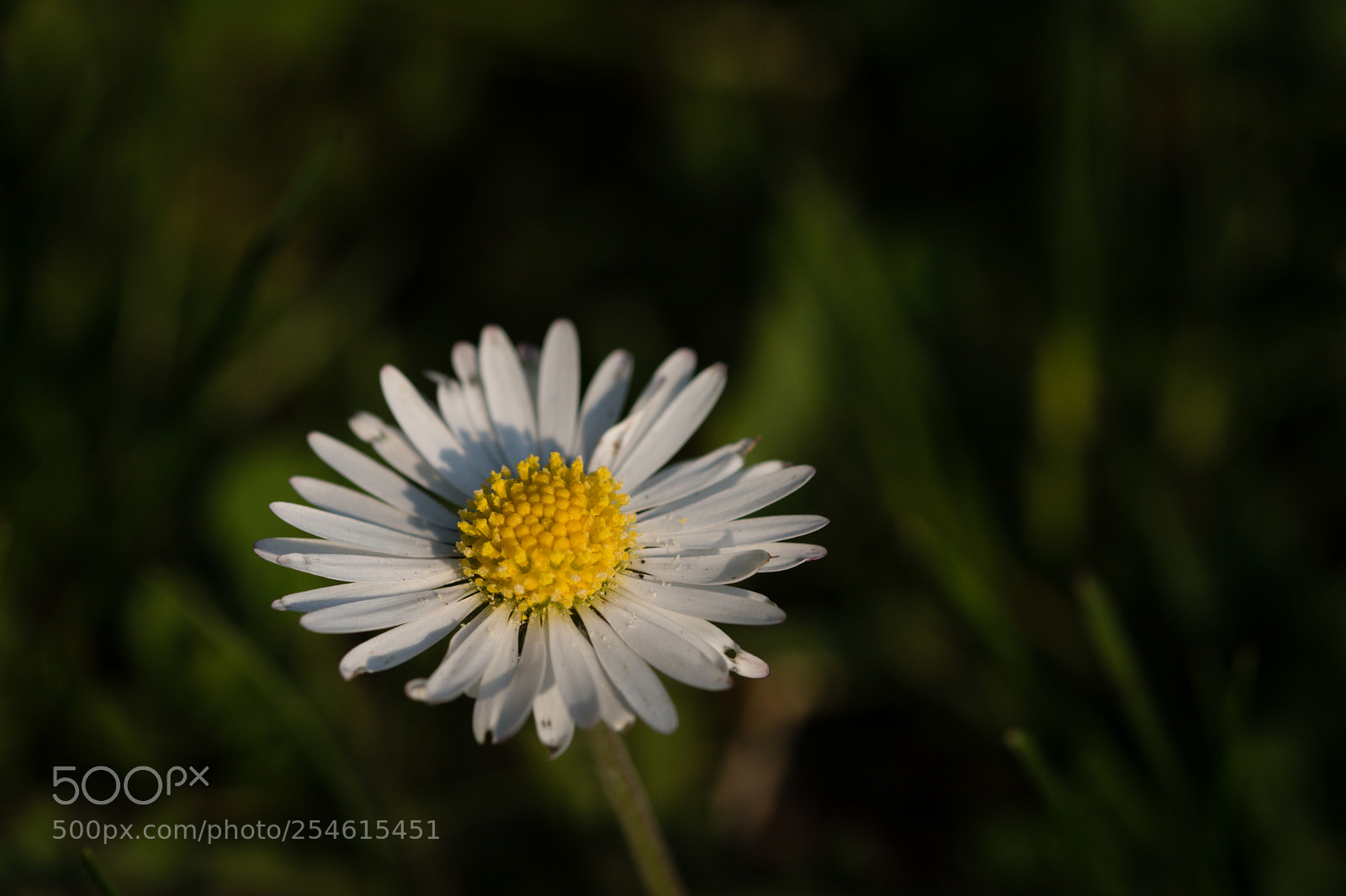 Nikon D5600 sample photo. Daisy photography