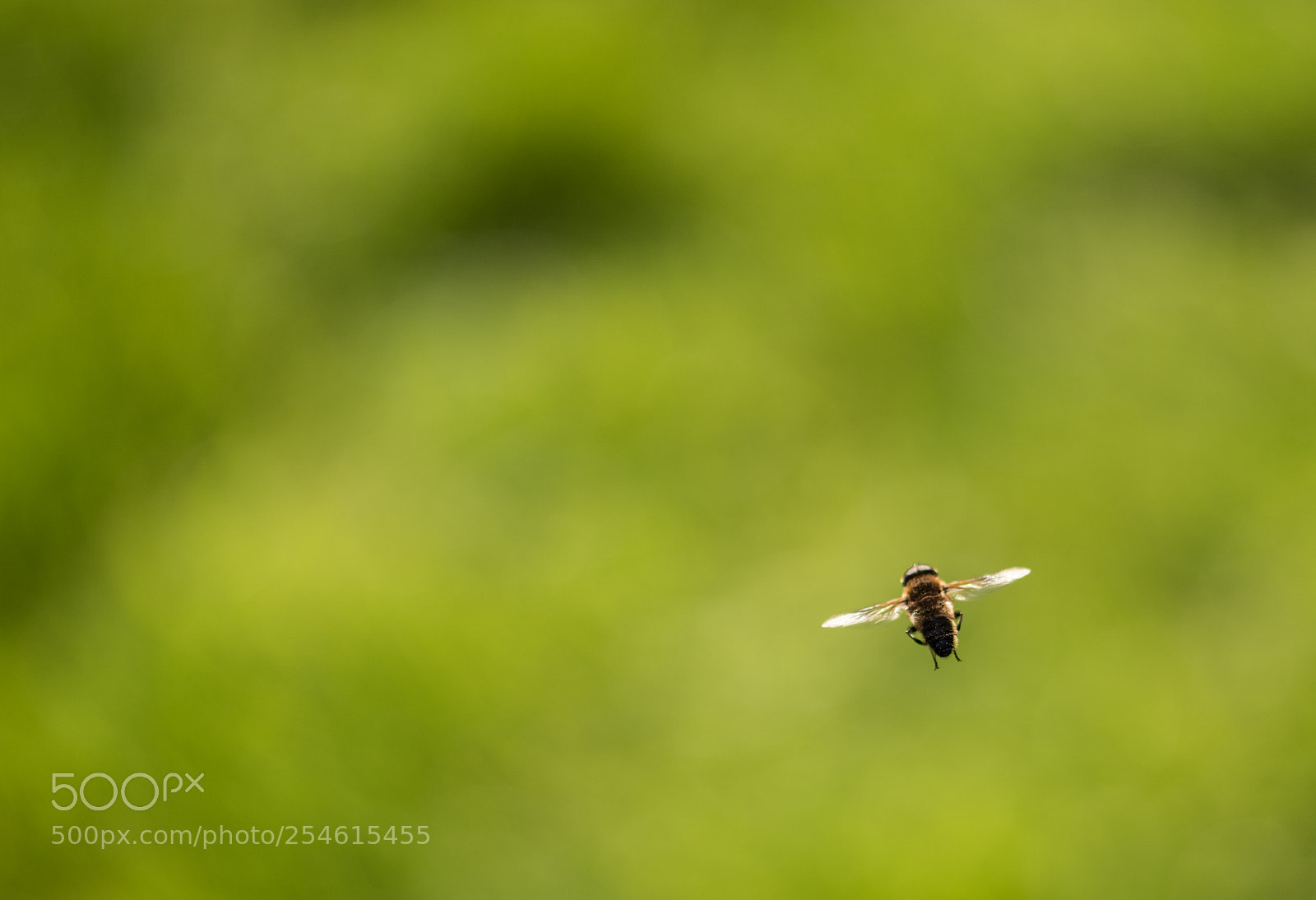Nikon D5600 sample photo. Bee photography