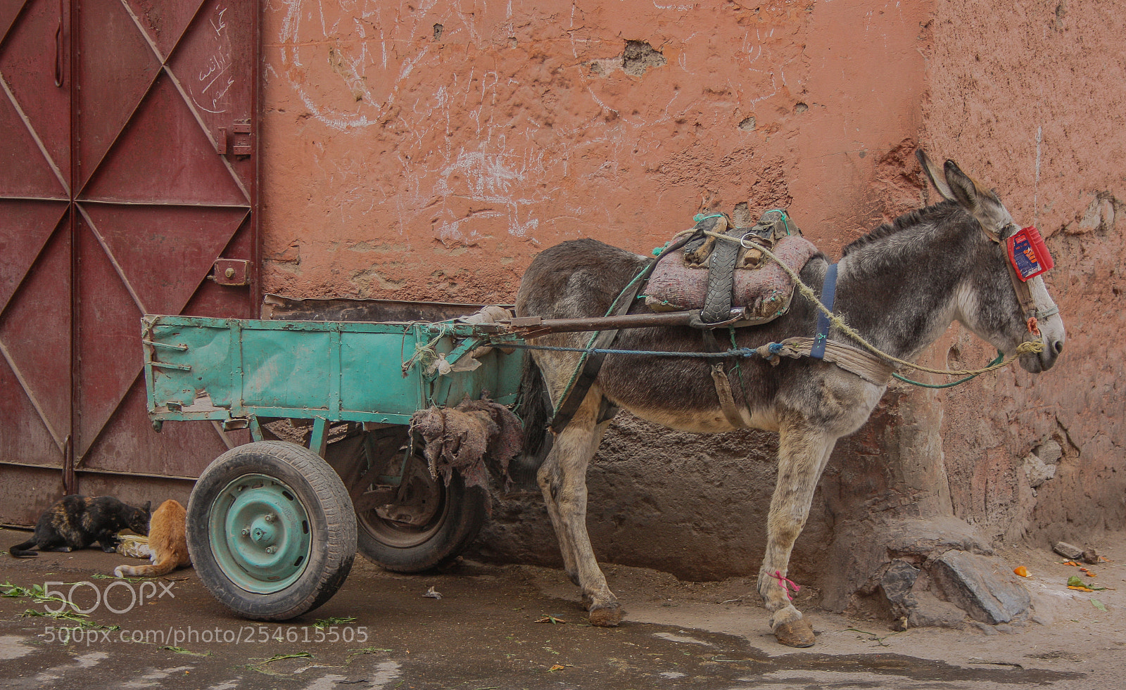 Canon EOS 450D (EOS Rebel XSi / EOS Kiss X2) sample photo. Little donkey with car photography