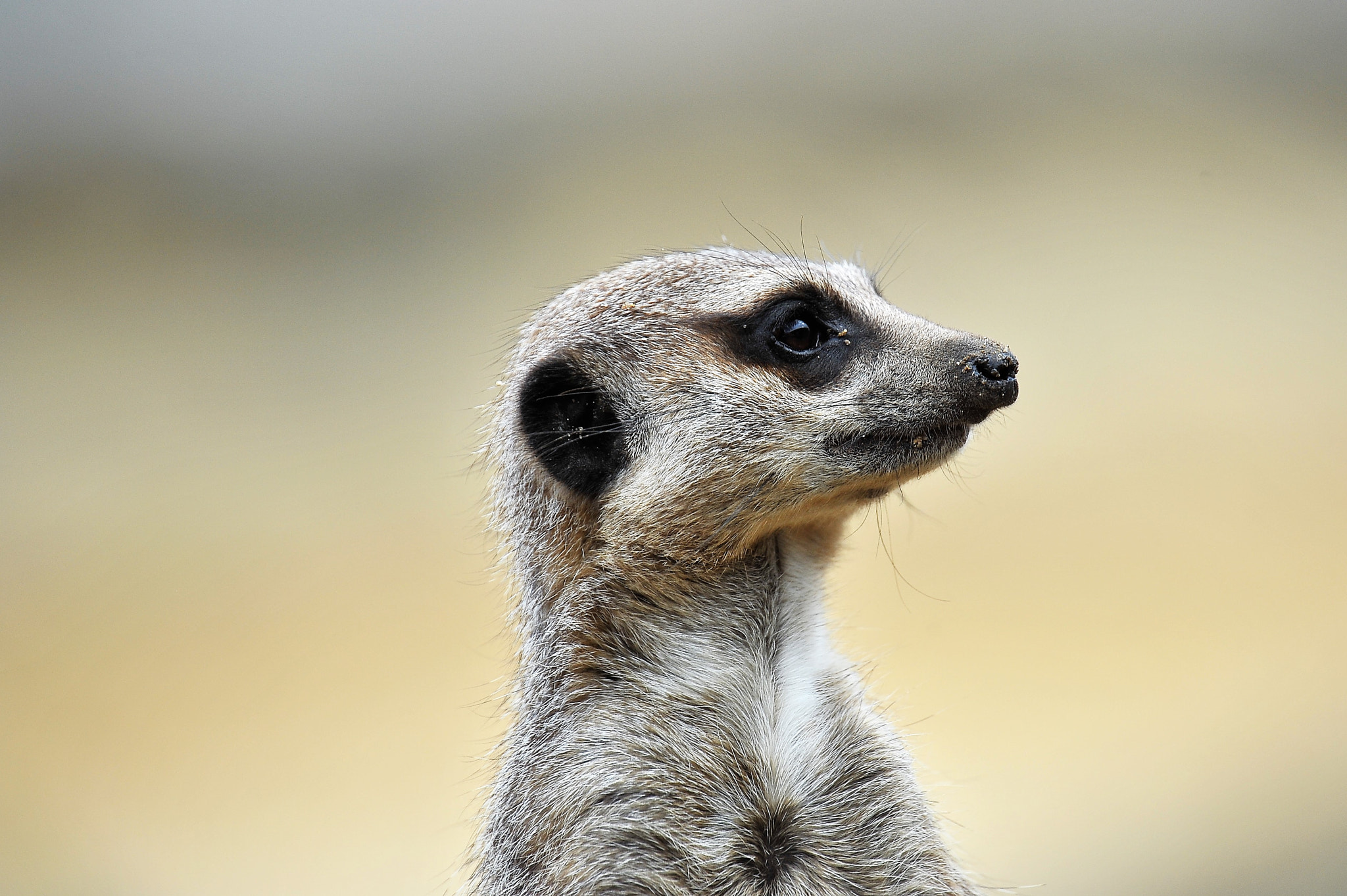 Nikon D700 sample photo. Suricata portrait photography