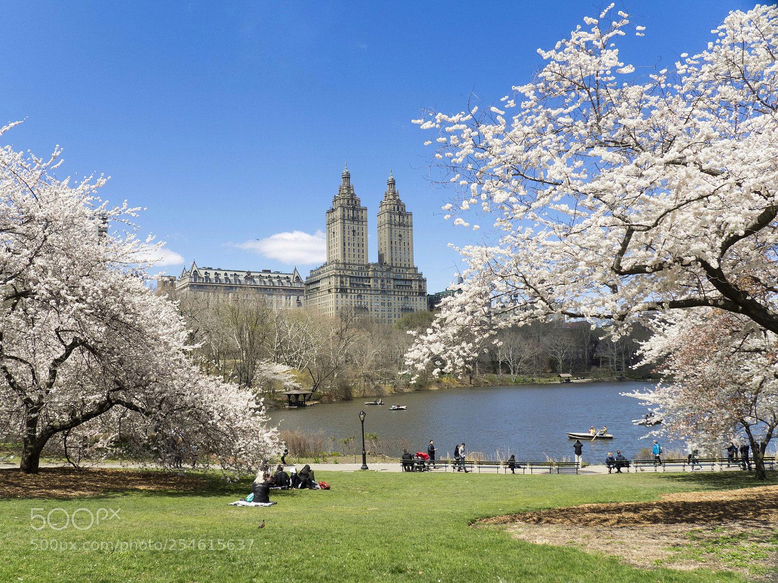 Olympus OM-D E-M1 sample photo. Cherry blossom in central photography