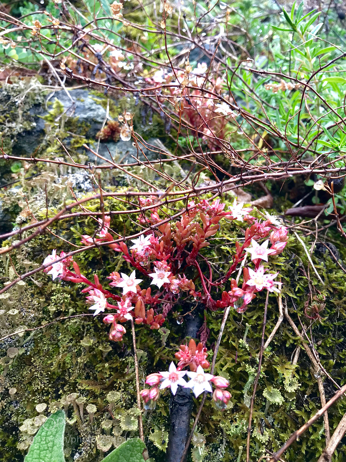 Apple iPhone 7 sample photo. Nature photography