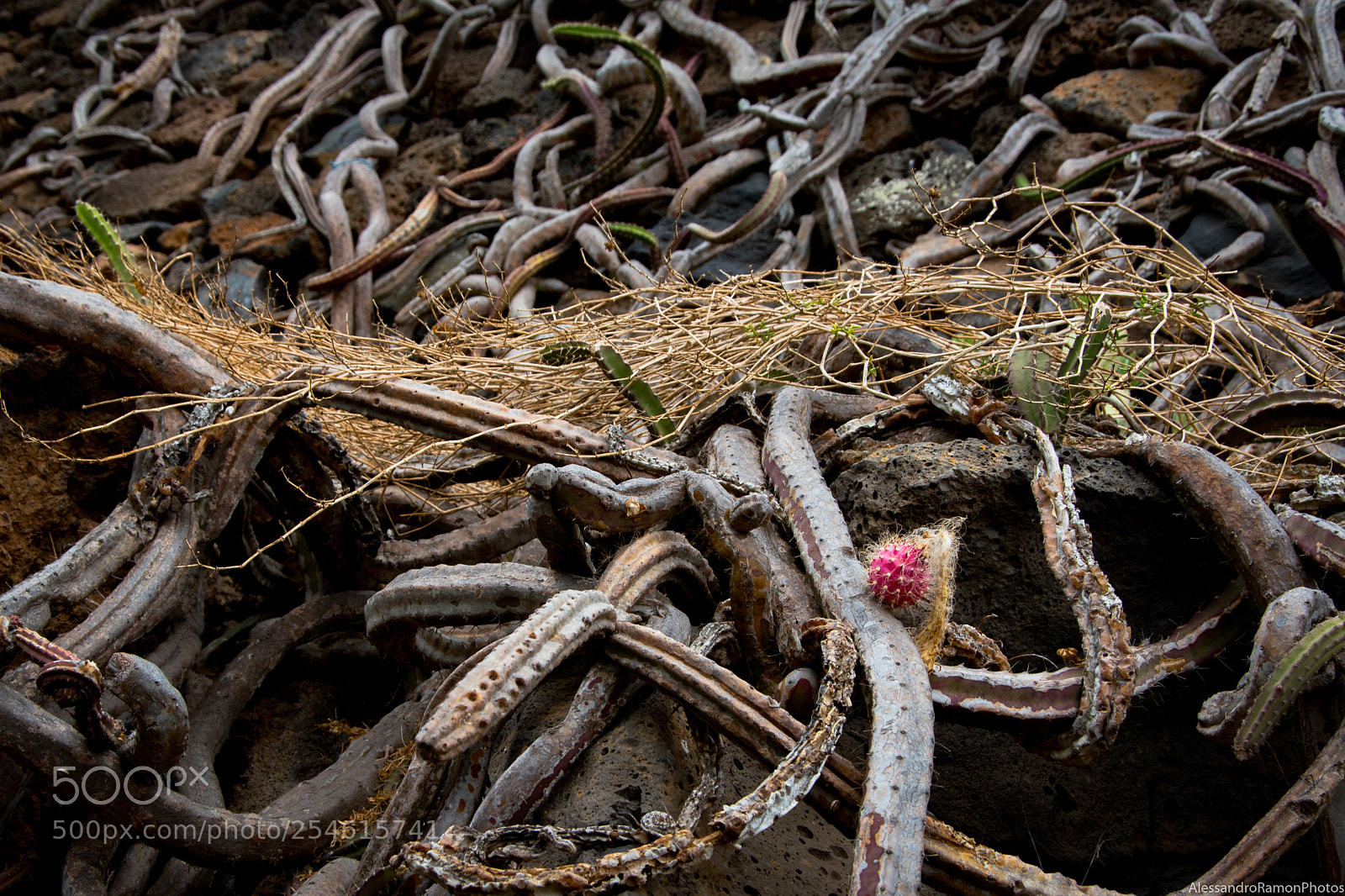Nikon D5500 sample photo. Sea of snakes photography