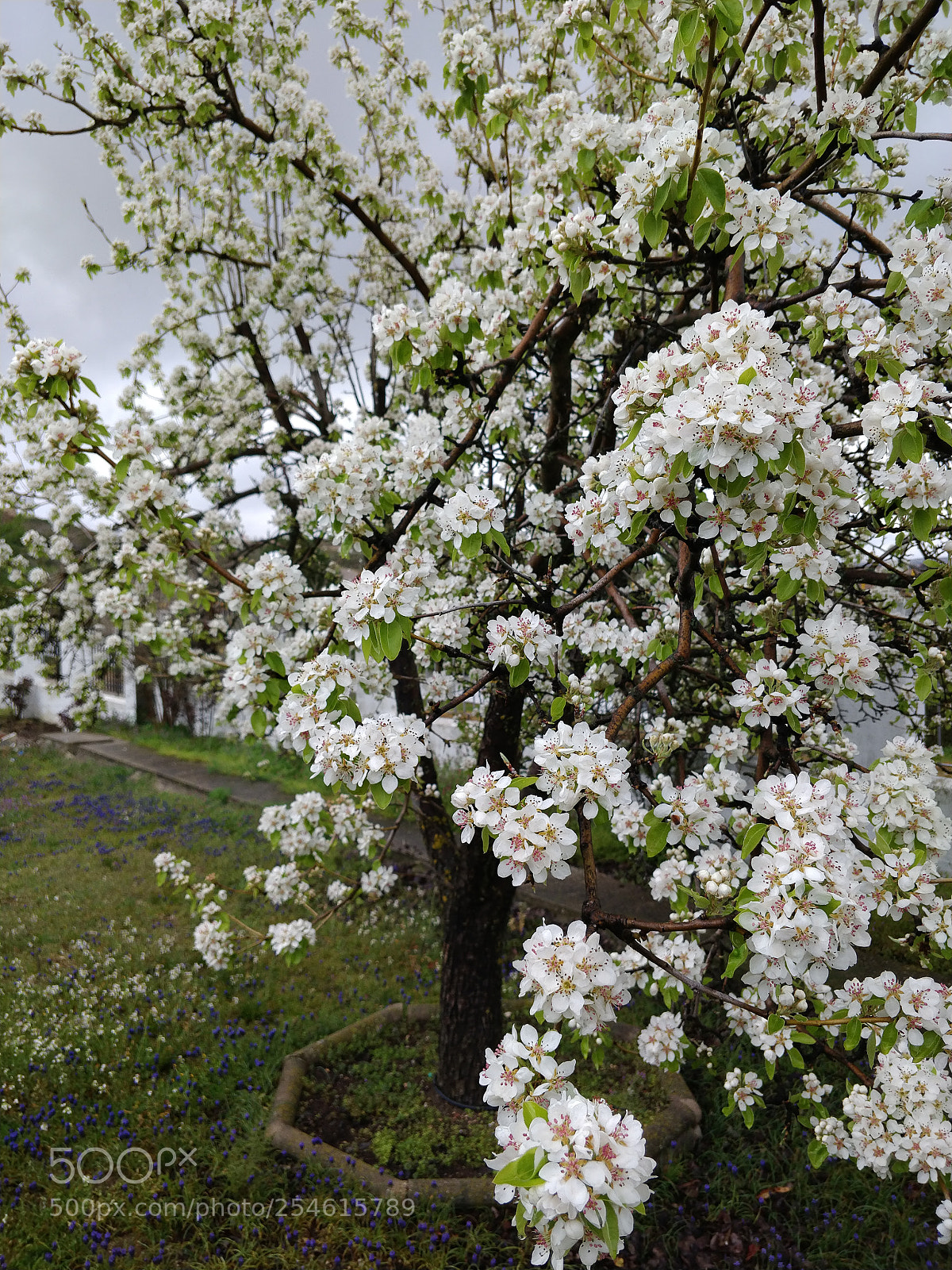 OnePlus 5T sample photo. White flower tree photography