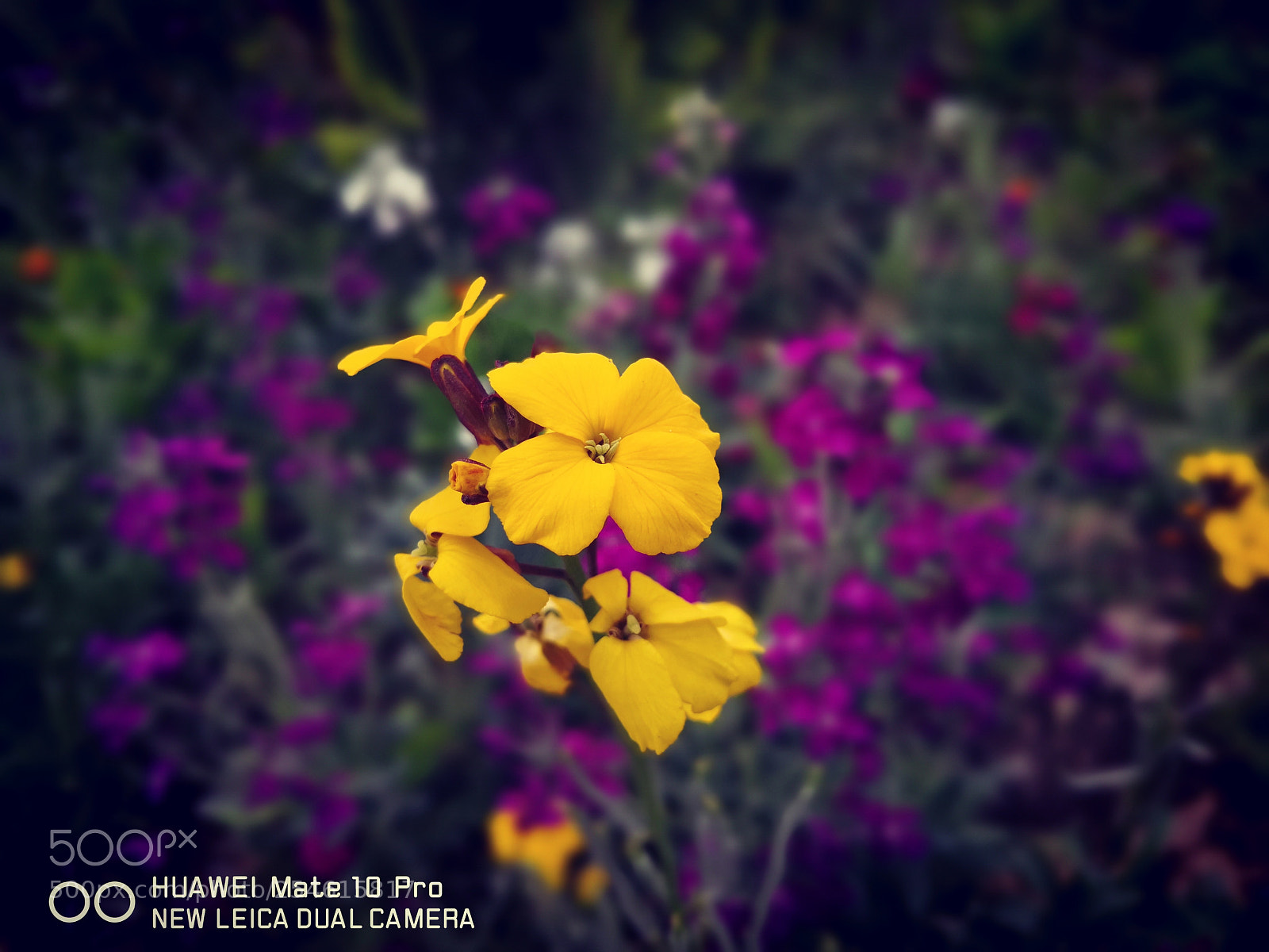 HUAWEI Mate 10 Pro sample photo. Mate 10 pro photography