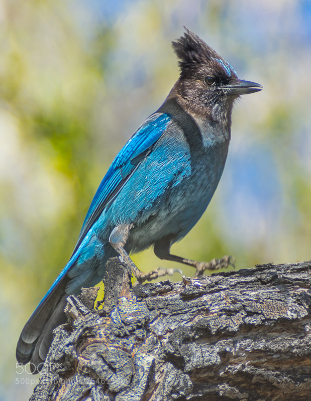 Nikon D7200 sample photo. Stellars jay photography