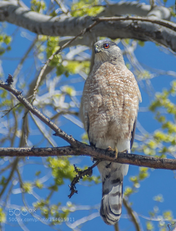 Nikon D7200 sample photo. Coopers hawk photography