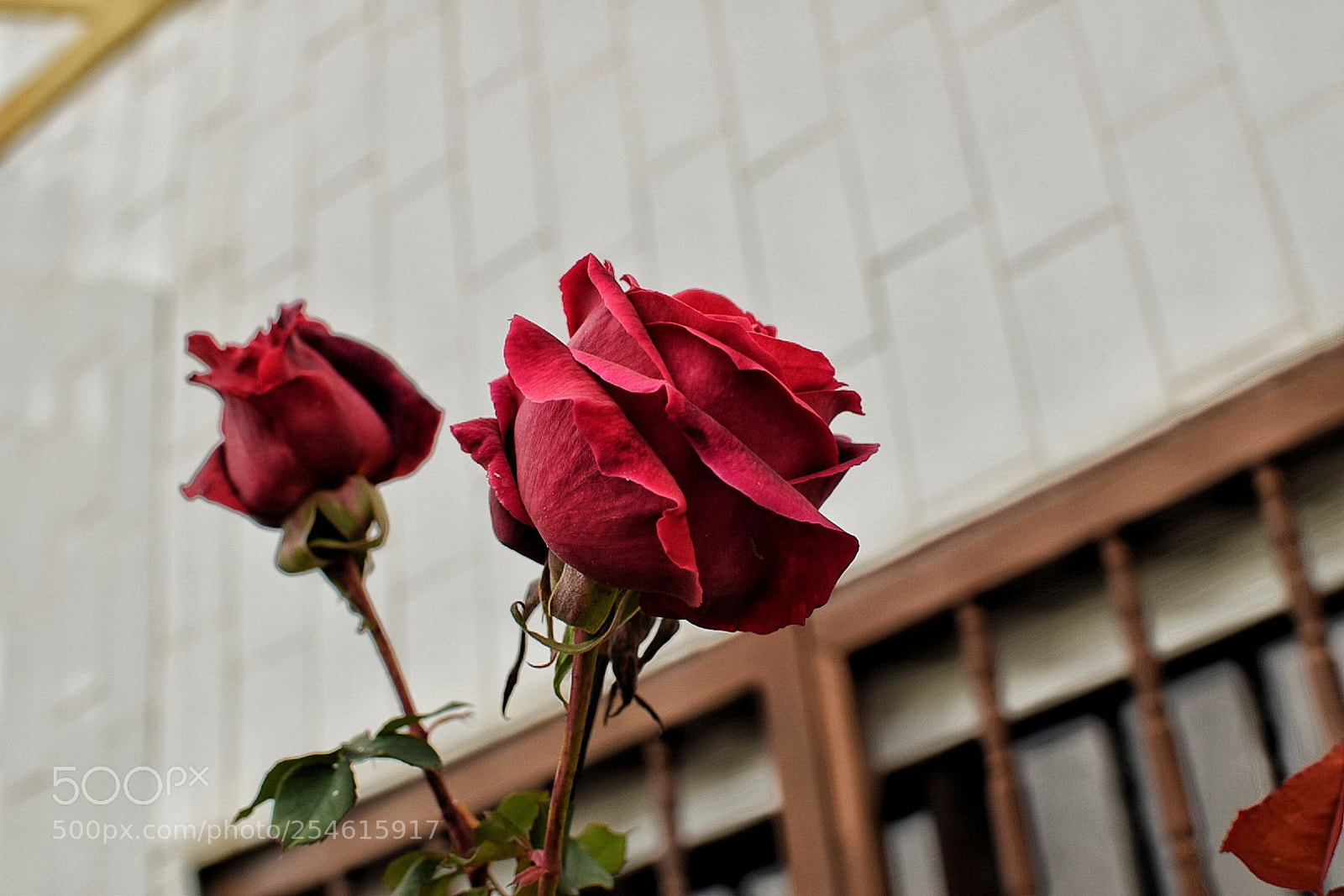 Nikon D5300 sample photo. Sweet rose photography