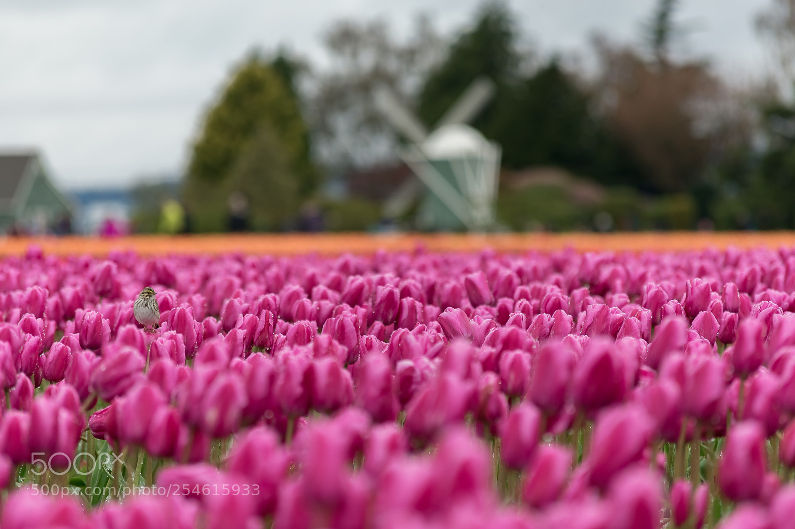 Nikon D3400 sample photo. April showers photography