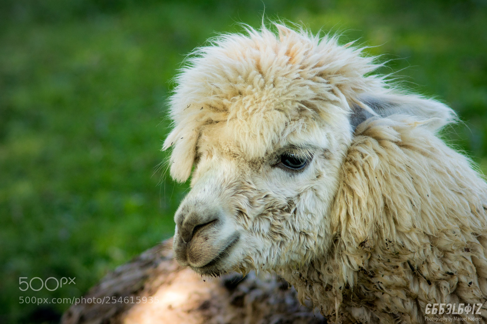 Sony ILCA-77M2 sample photo. Alpaca portrait photography