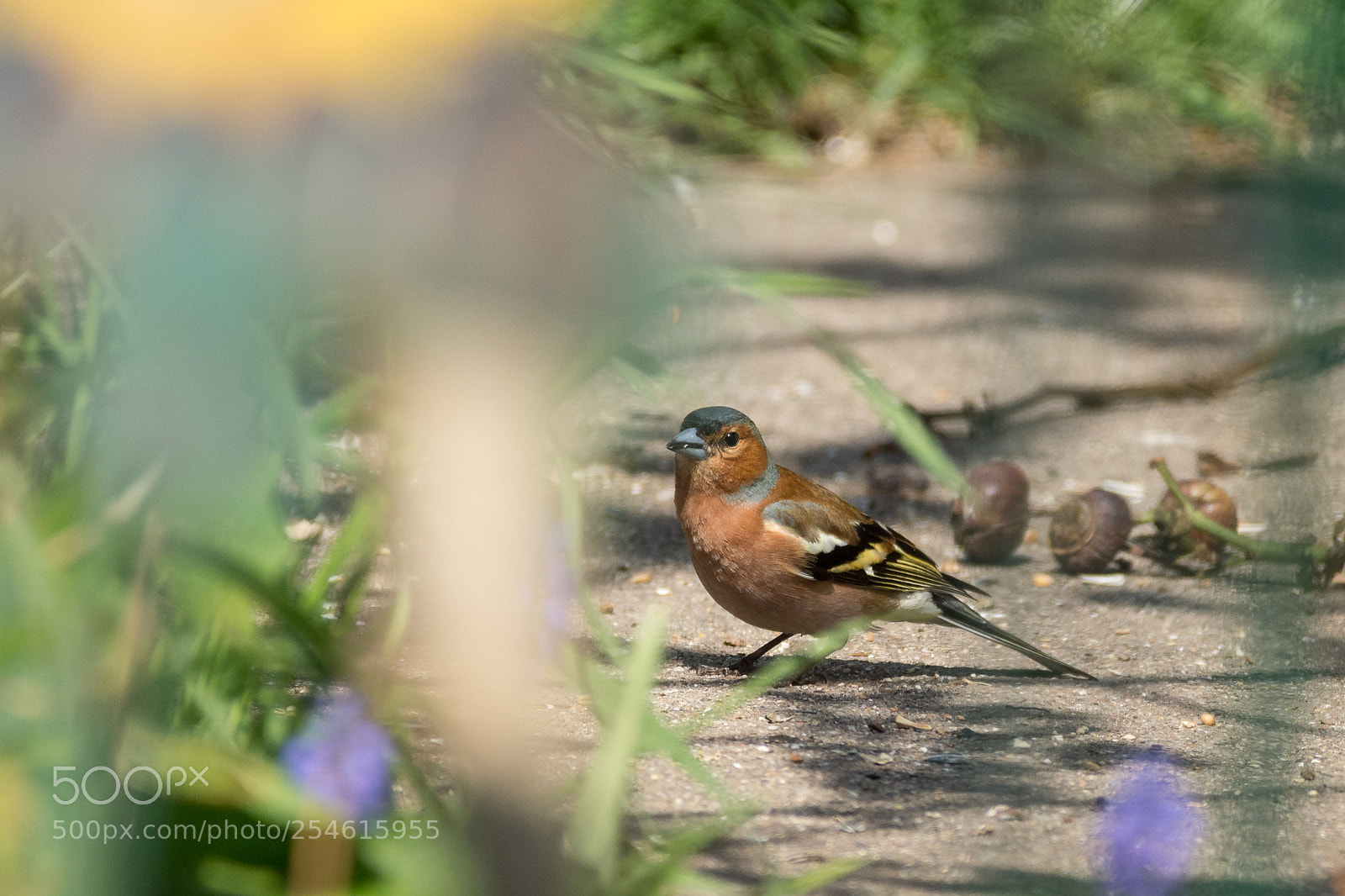 Nikon D7200 sample photo. Chaffinch photography