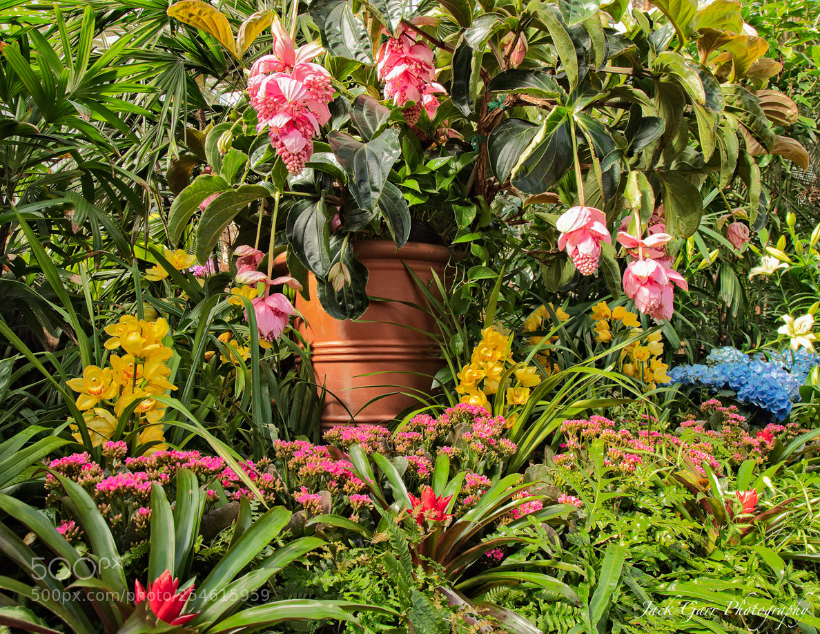 Canon EOS 5DS sample photo. Flowers at biltmore house photography