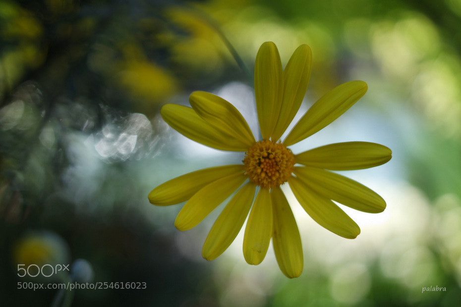 Samsung NX3000 sample photo. ... photography