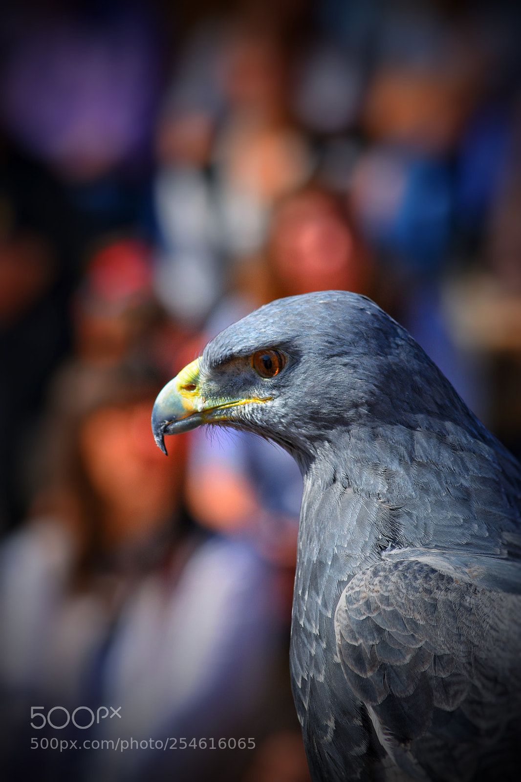 Nikon D7200 sample photo. Eagle.  photography