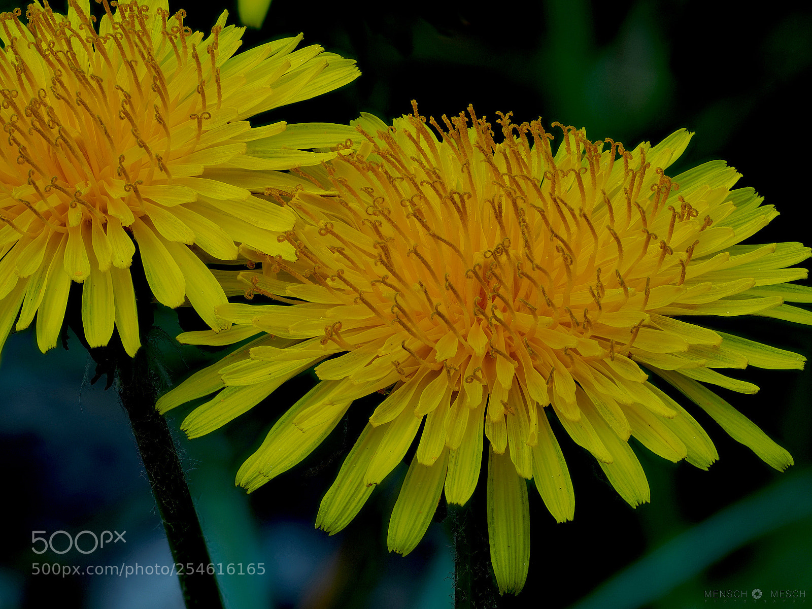 Olympus OM-D E-M5 II sample photo. Dandelion photography