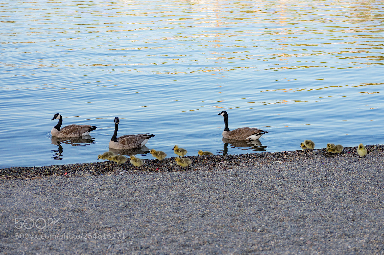 Nikon D3400 sample photo. The goose family photography