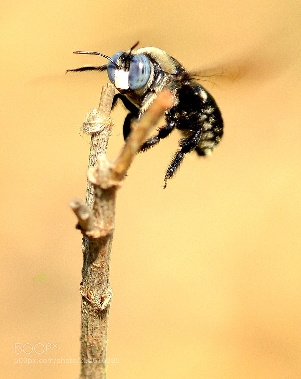 Nikon D800 sample photo. Indian bee in action  photography