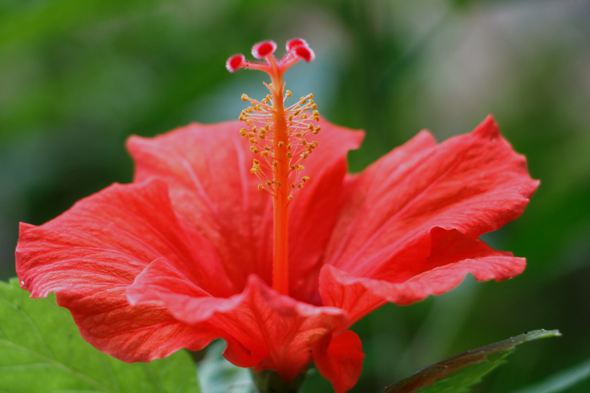 Canon EOS 750D (EOS Rebel T6i / EOS Kiss X8i) sample photo. Flowers photography