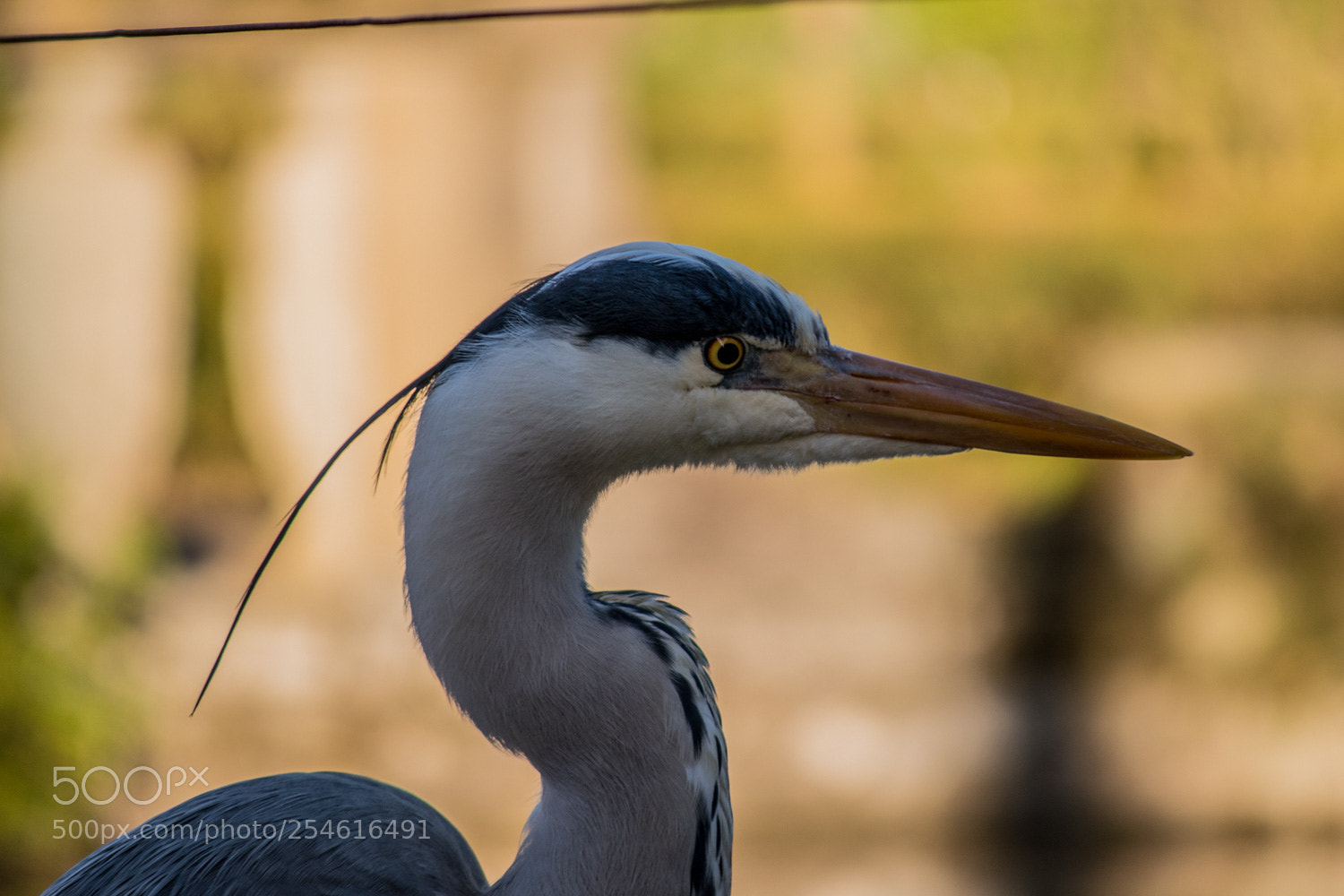 Nikon D5500 sample photo. Ardea cinerea photography