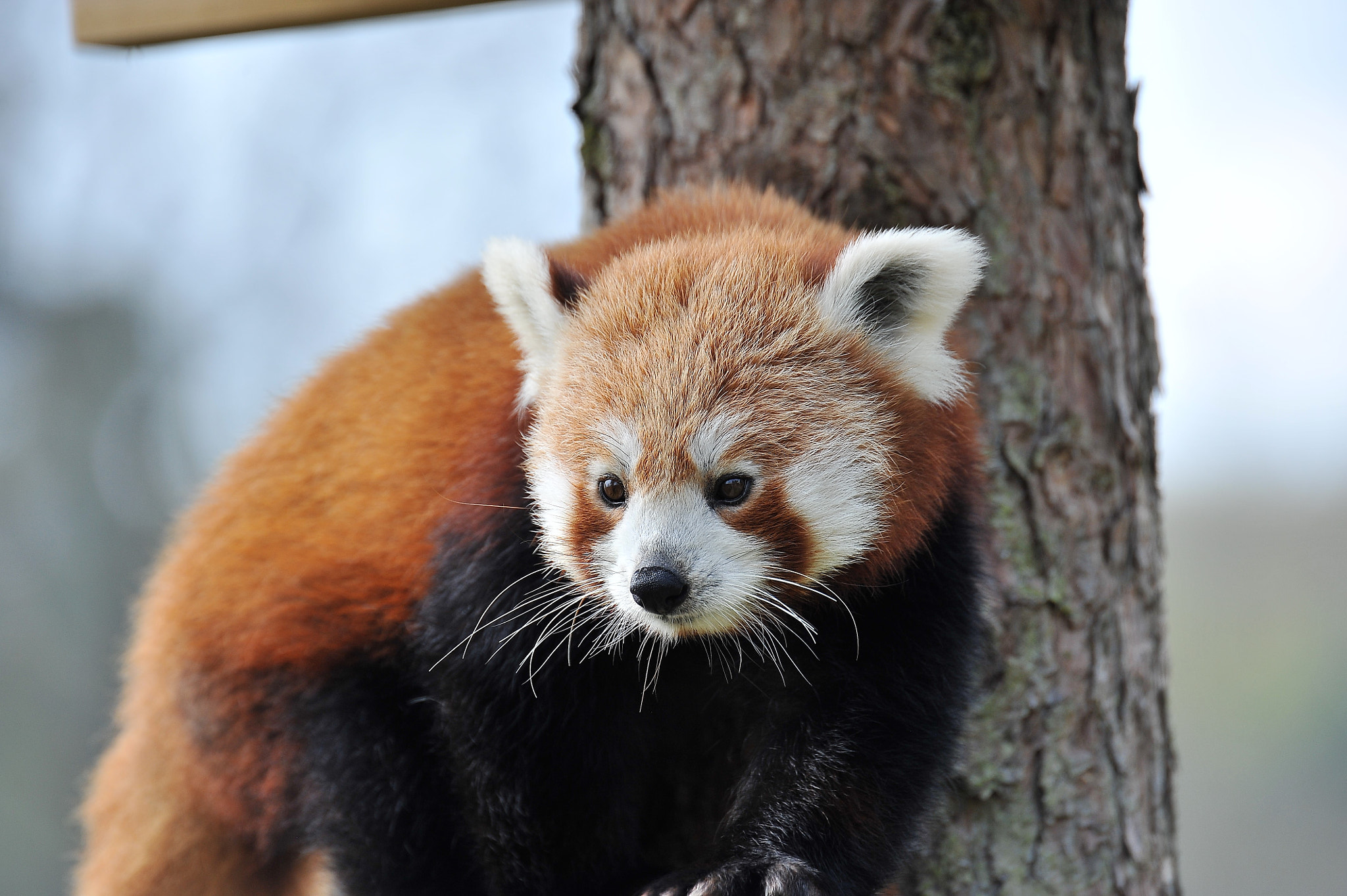 Nikon D700 sample photo. Red panda photography