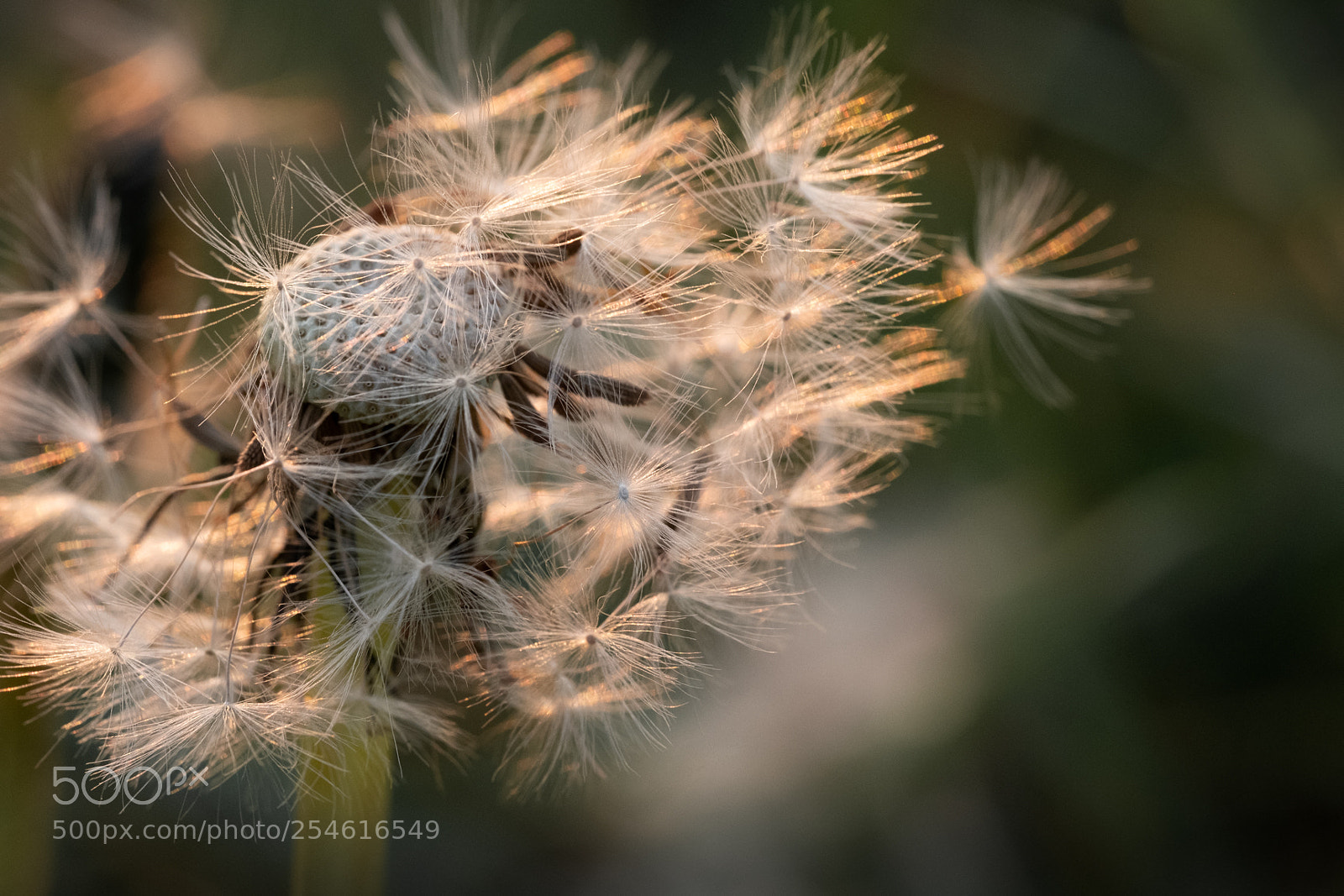 Fujifilm X-T2 sample photo. Seeds photography