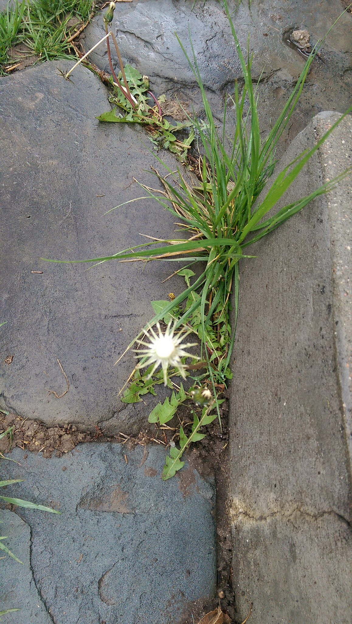 HTC ONE (M8) sample photo. Dandelion skeleton photography