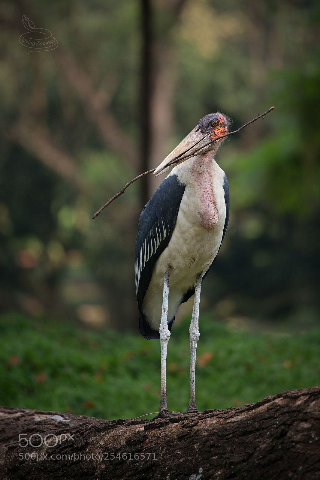 Nikon D750 sample photo. Marabou stork (leptoptilos crumenifer) photography