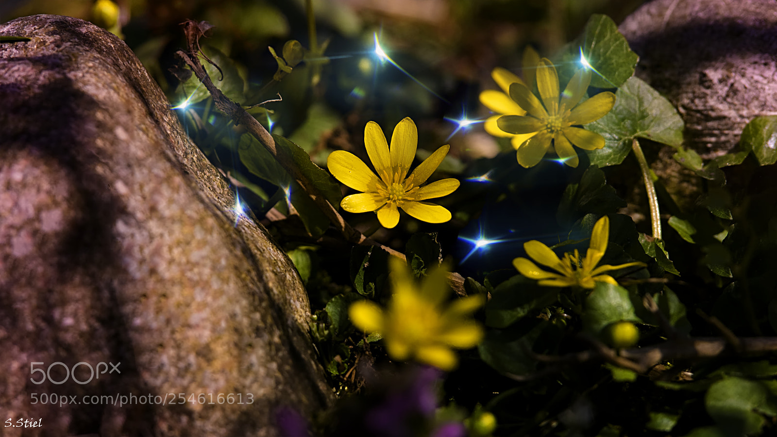 Sony ILCA-77M2 sample photo. Winterling photography