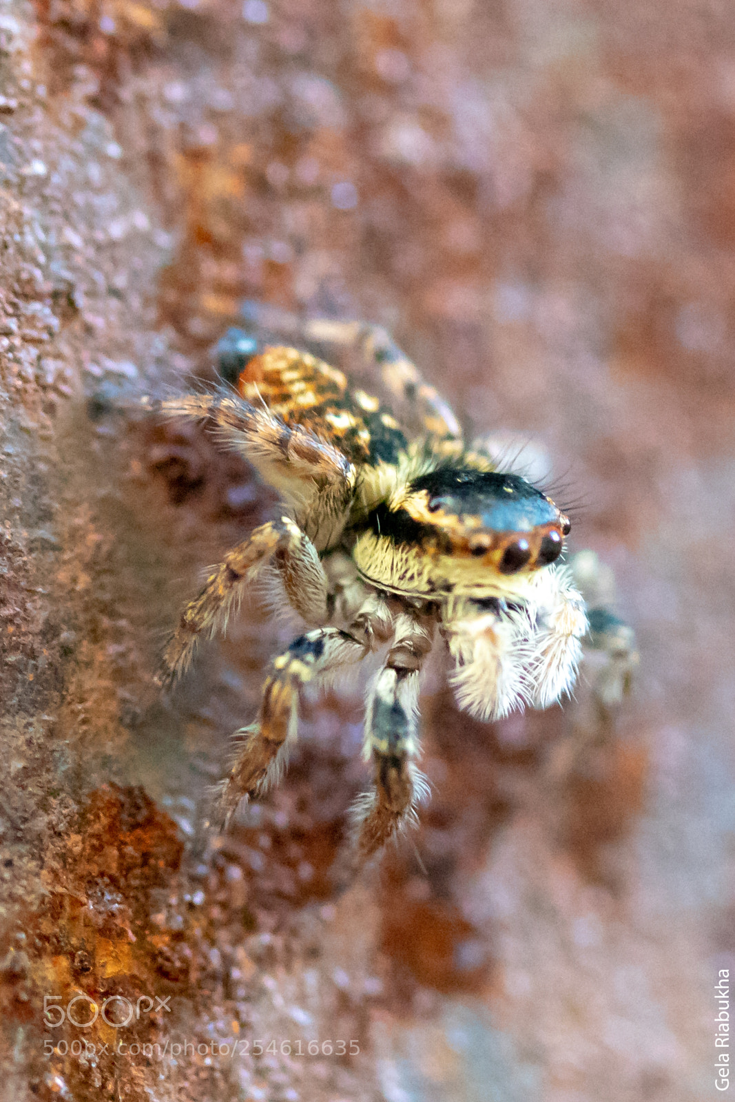 Canon EOS 80D sample photo. Jumping spider photography