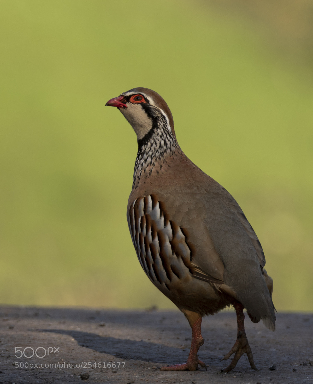 Canon EOS 7D Mark II sample photo. Red legged partridge photography
