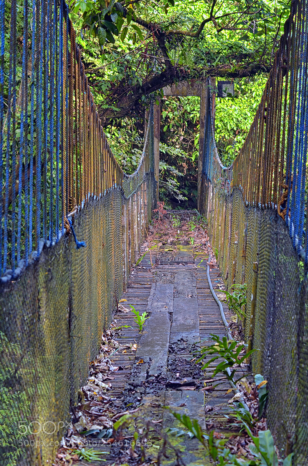 Nikon D7000 sample photo. Old forest bridge photography