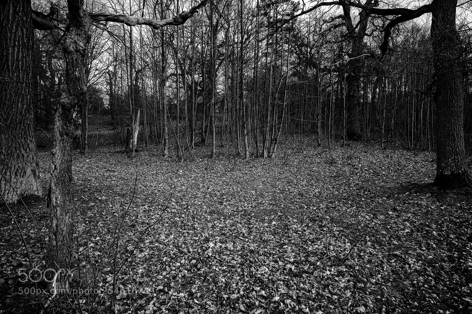 Fujifilm X-T2 sample photo. Forest photography