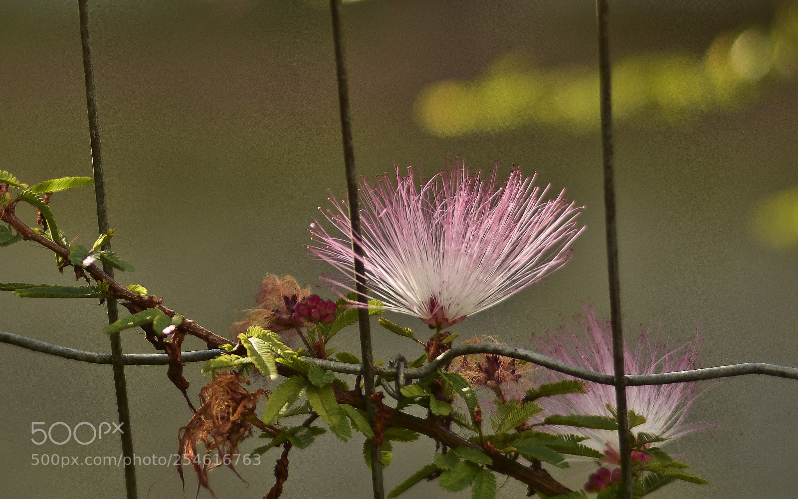 Nikon D5300 sample photo. Untitled photography