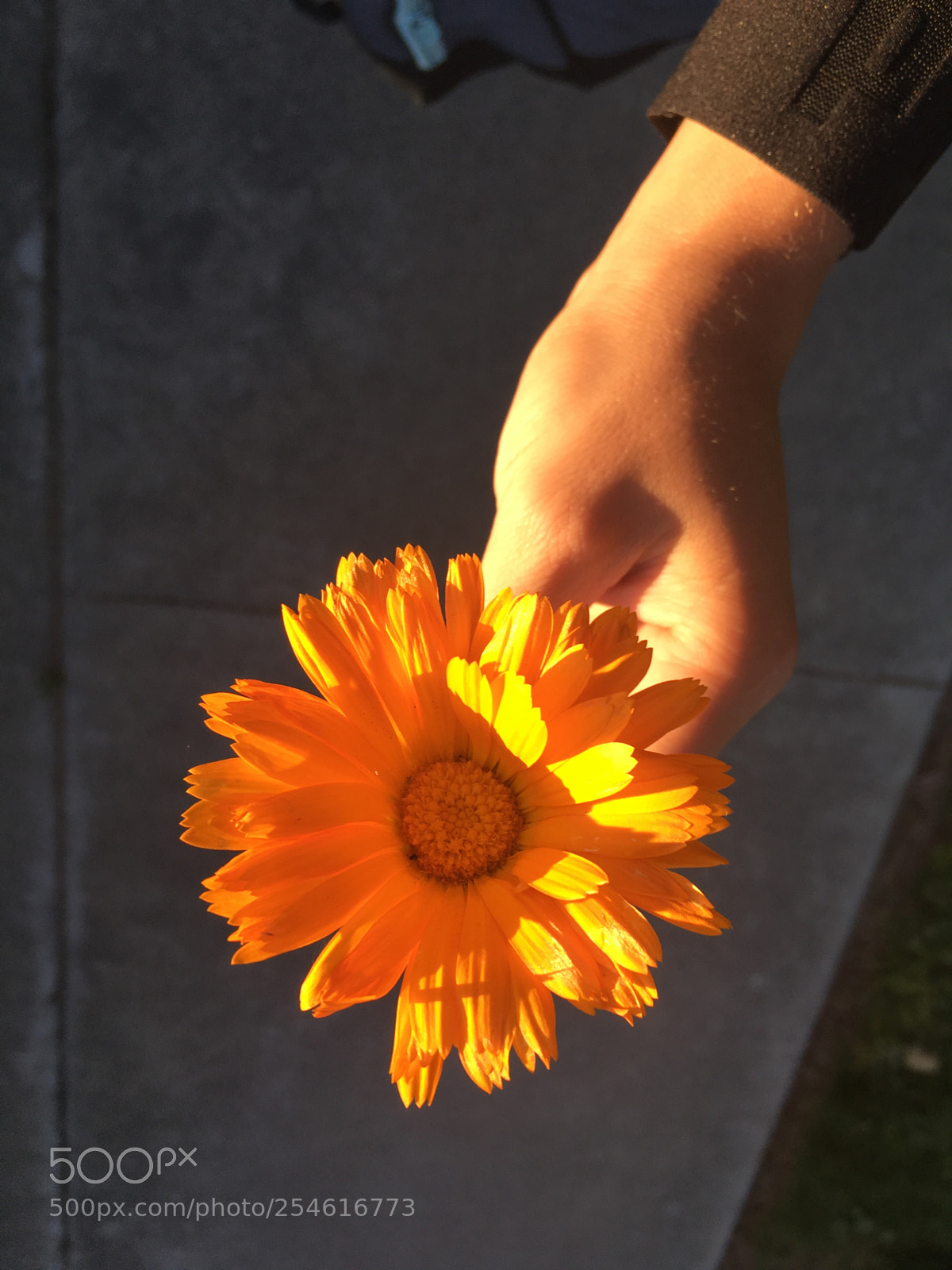 Apple iPhone SE sample photo. Flower of life photography