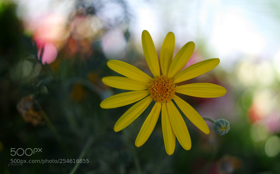 Samsung NX3000 sample photo. ... photography