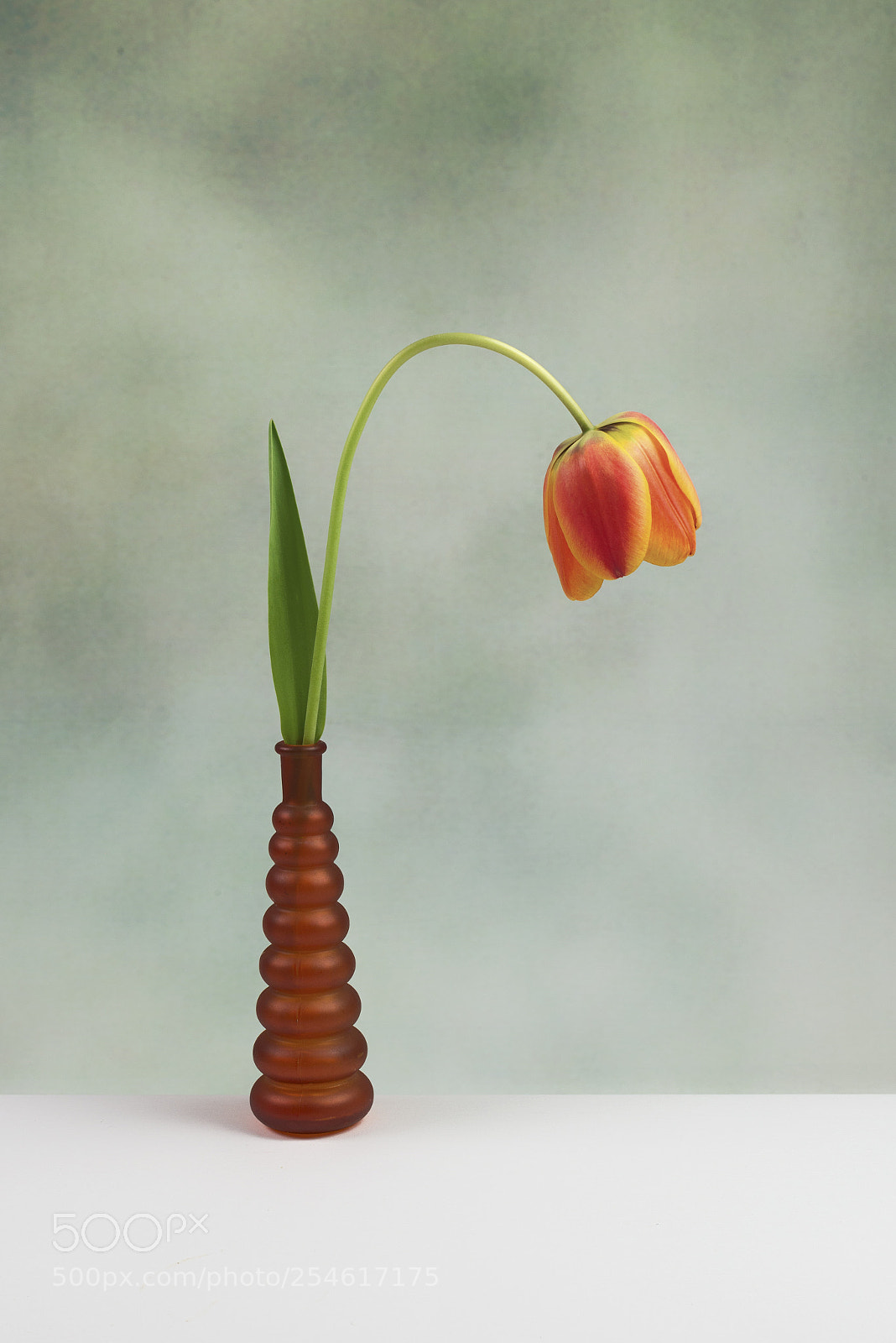 Nikon D600 sample photo. Tulipe photography