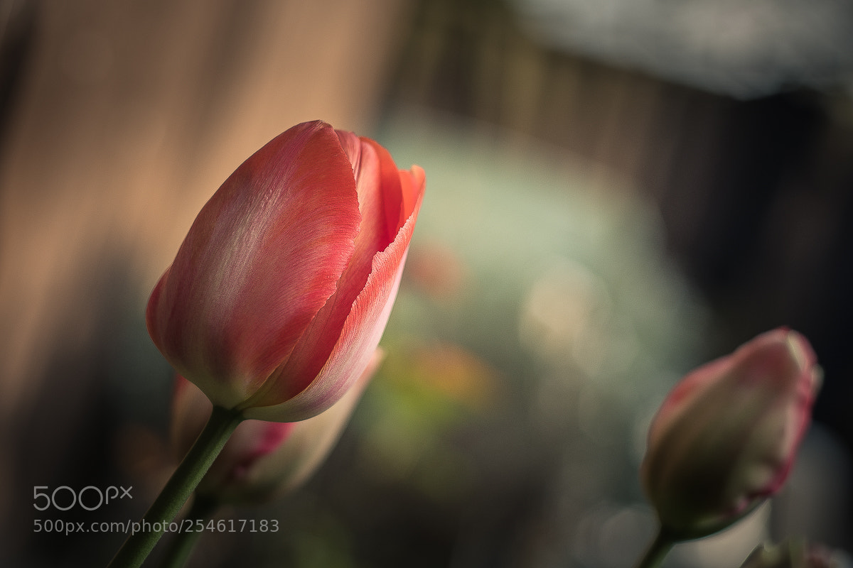 Nikon D7500 sample photo. Tulip red photography