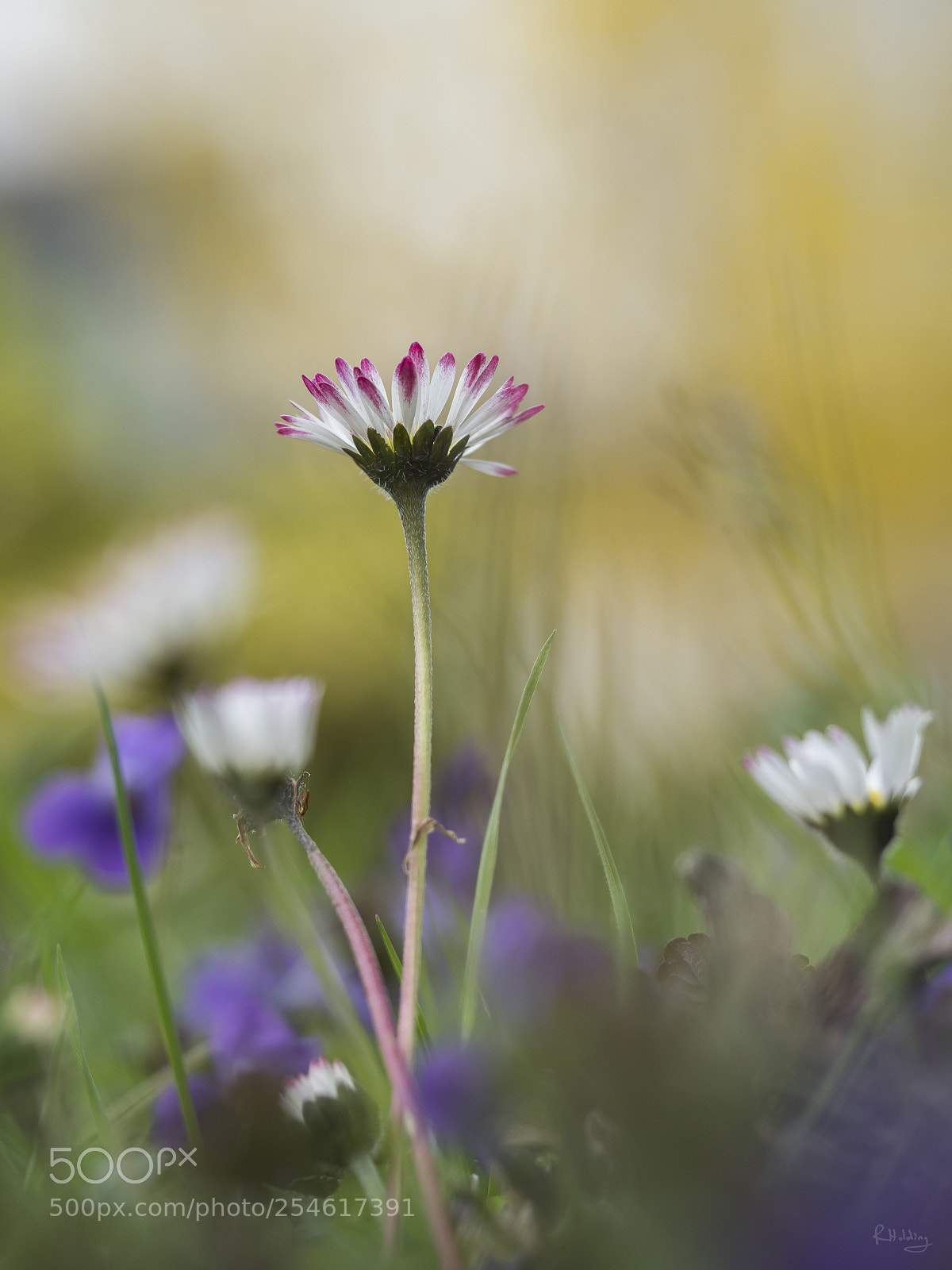 Olympus OM-D E-M1 Mark II sample photo. Daisy bokeh photography