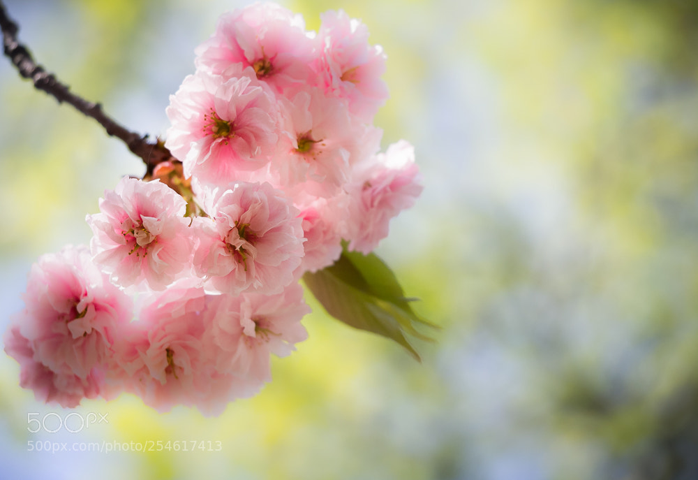 Olympus OM-D E-M10 II sample photo. Japanese cherry blossom photography