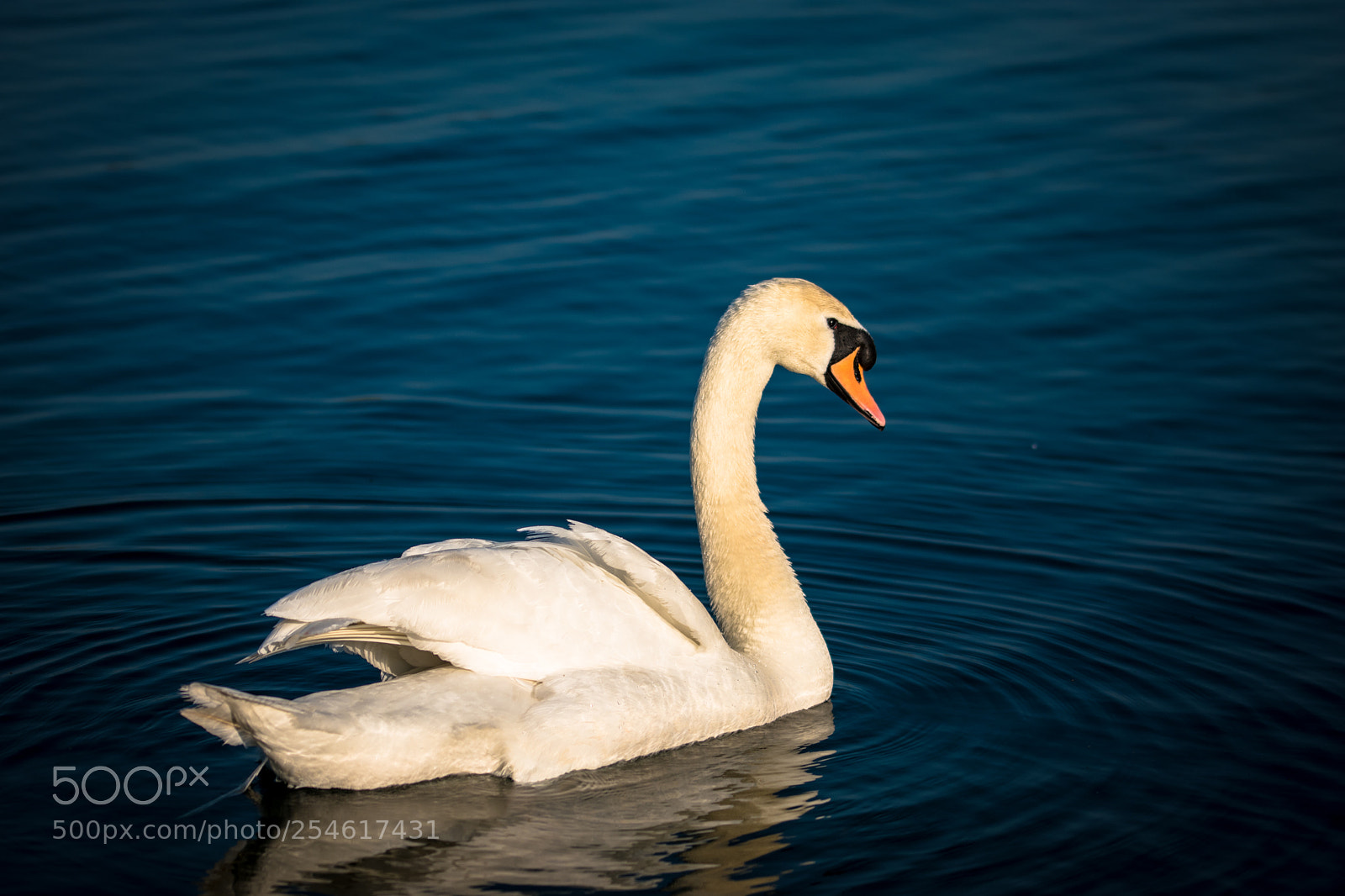 Nikon D5600 sample photo. Swans photography