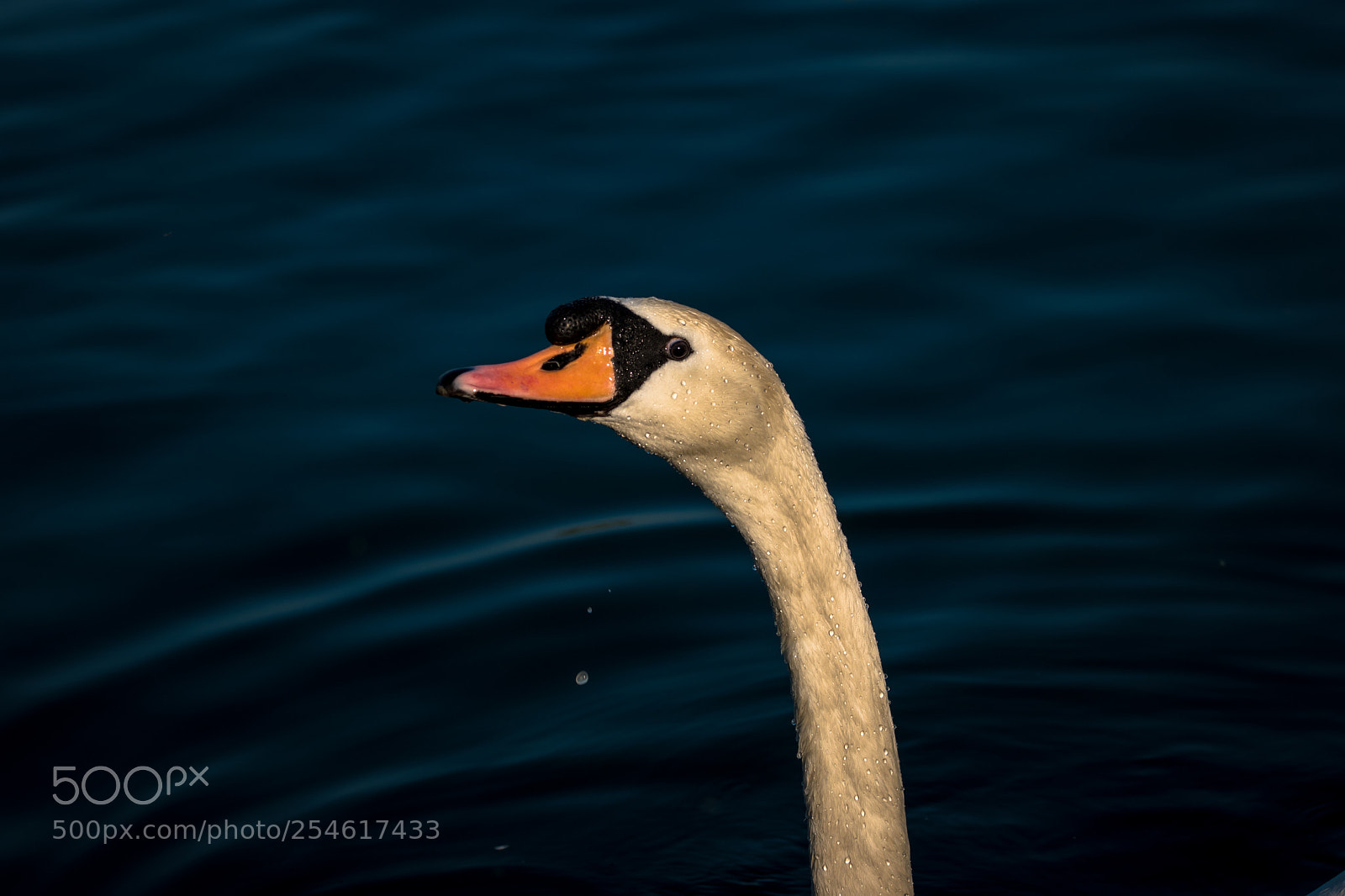 Nikon D5600 sample photo. Swans photography