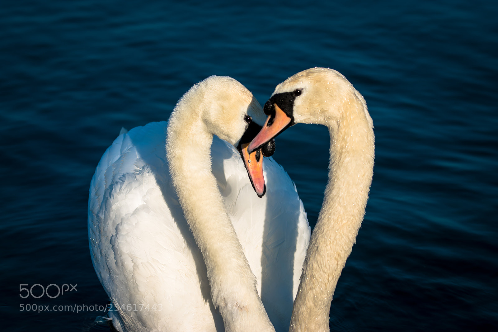 Nikon D5600 sample photo. Swans photography