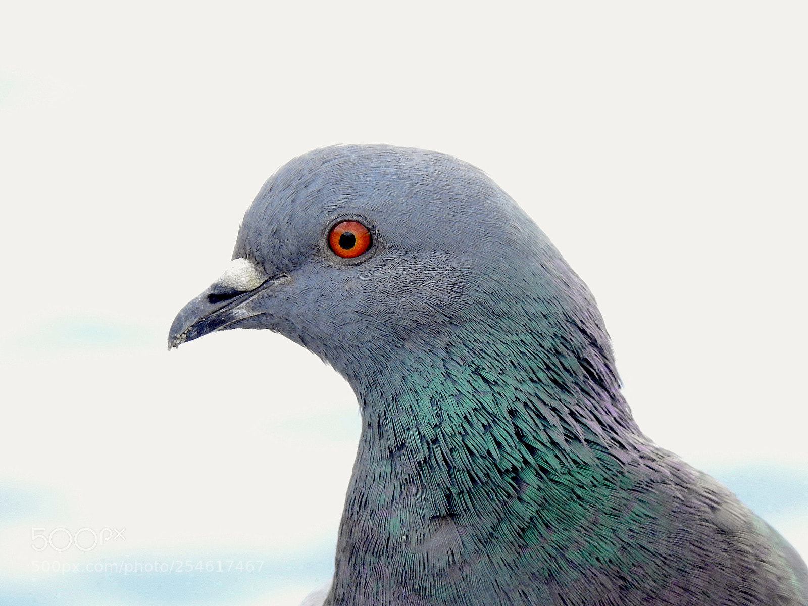 Nikon Coolpix P900 sample photo. Pigeon simplex photography