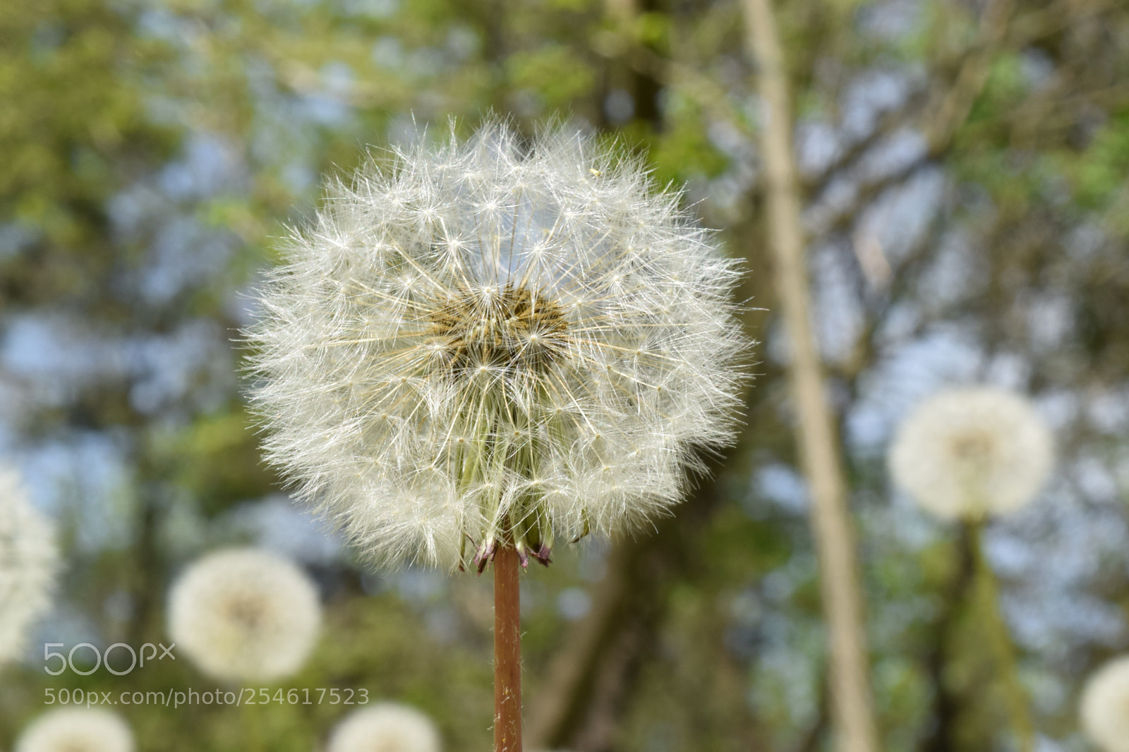 Nikon D3300 sample photo. A fairy photography