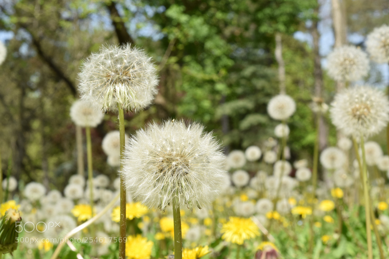 Nikon D3300 sample photo. A fairy beauty photography
