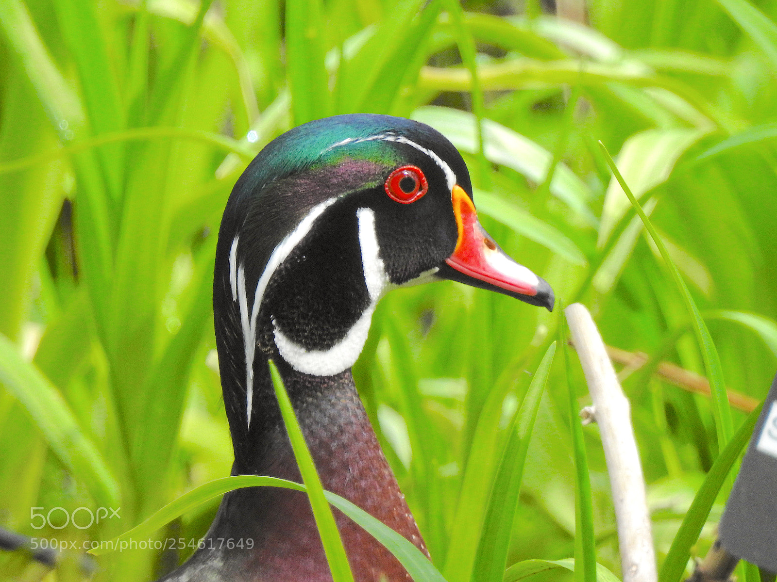 Nikon Coolpix P900 sample photo. Wood duck photography